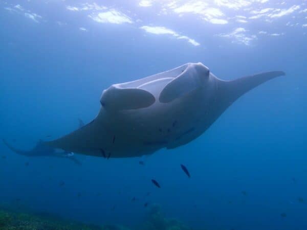 manta ray in Yap