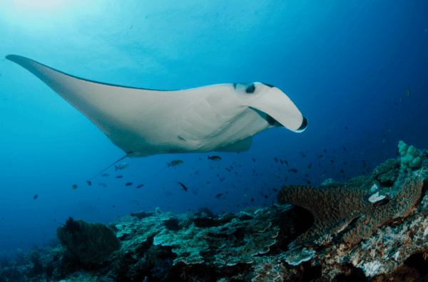 manta ray in Raja Ampat